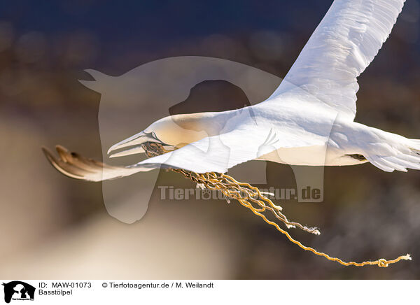 Basstlpel / northern gannet / MAW-01073