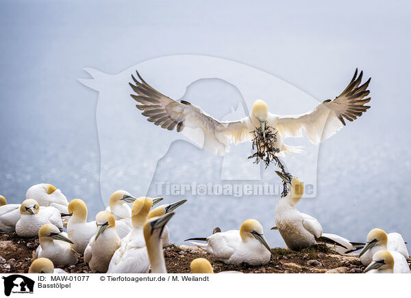 Basstlpel / northern gannet / MAW-01077