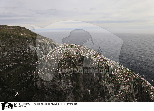 Basstlpel / gannet / FF-15597