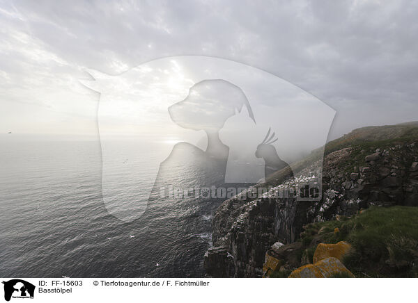 Basstlpel / gannet / FF-15603