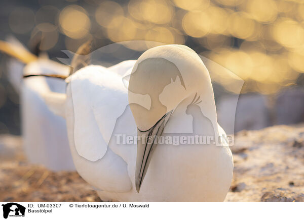 Basstlpel / northern gannet / UM-03307