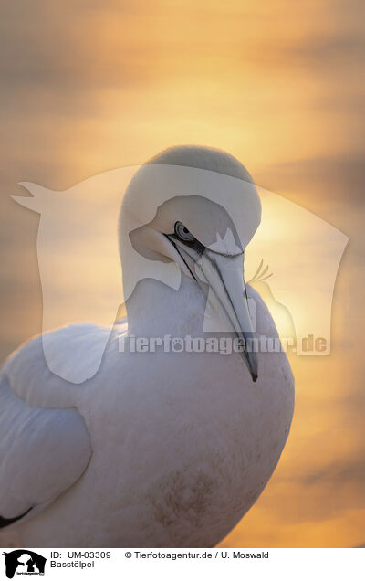 Basstlpel / northern gannet / UM-03309