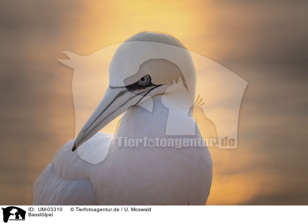 Basstlpel / northern gannet / UM-03310