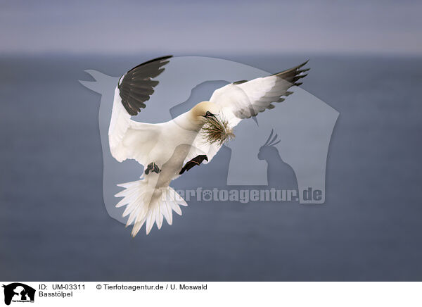 Basstlpel / northern gannet / UM-03311