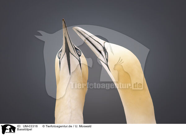 Basstlpel / northern gannet / UM-03316