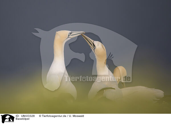 Basstlpel / northern gannet / UM-03328