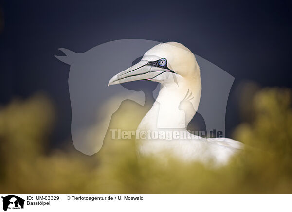 Basstlpel / northern gannet / UM-03329