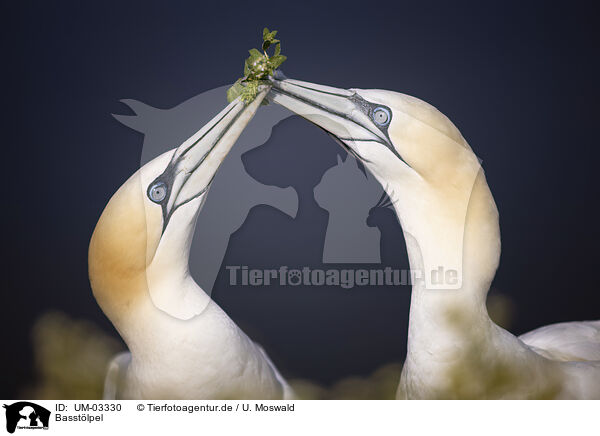 Basstlpel / northern gannet / UM-03330