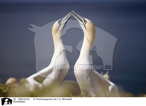 Basstlpel / northern gannet / UM-03333