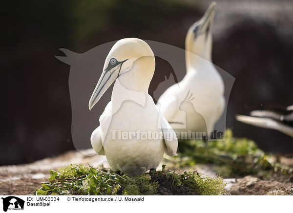 Basstlpel / northern gannet / UM-03334