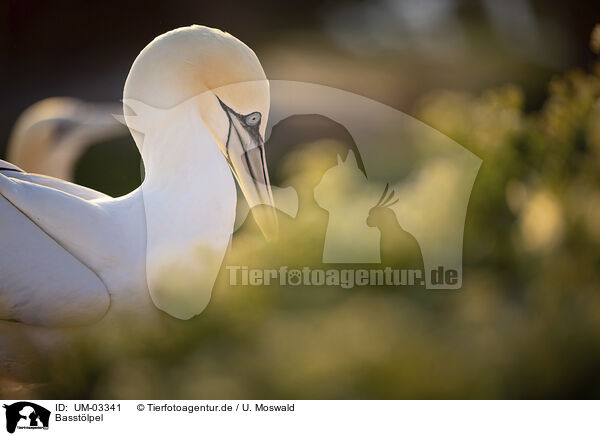 Basstlpel / northern gannet / UM-03341
