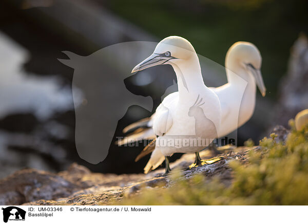Basstlpel / northern gannet / UM-03346