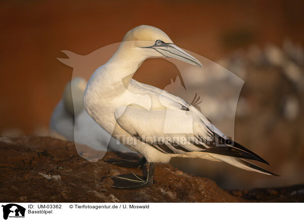 Basstlpel / northern gannet / UM-03362