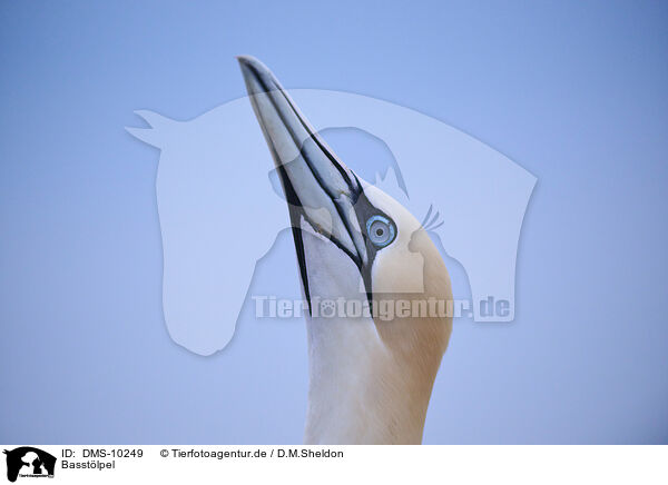 Basstlpel / northern gannet / DMS-10249