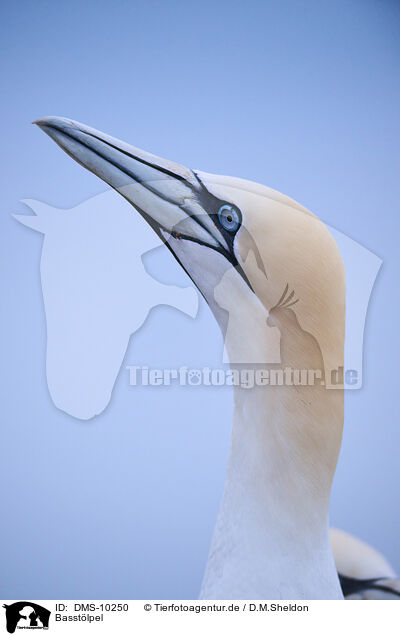 Basstlpel / northern gannet / DMS-10250