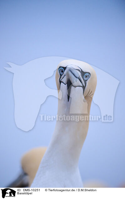 Basstlpel / northern gannet / DMS-10251
