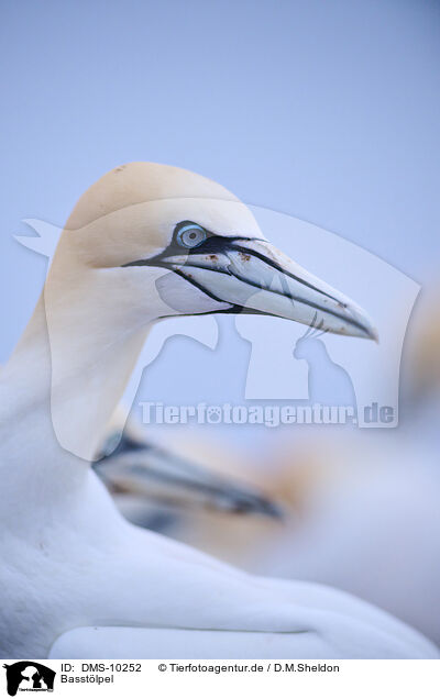 Basstlpel / northern gannet / DMS-10252