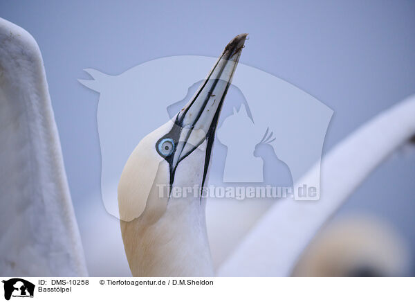 Basstlpel / northern gannet / DMS-10258