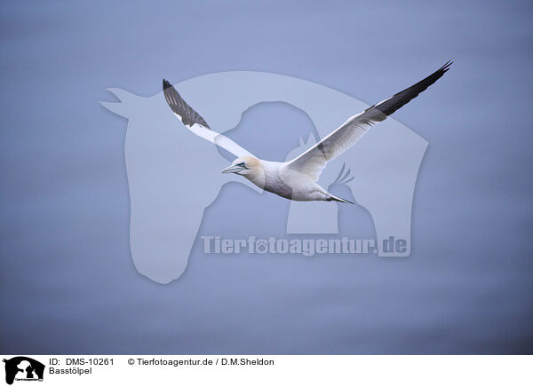 Basstlpel / northern gannet / DMS-10261