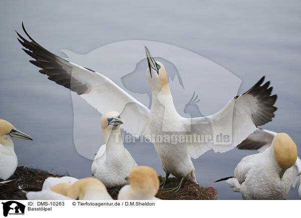 Basstlpel / northern gannet / DMS-10263