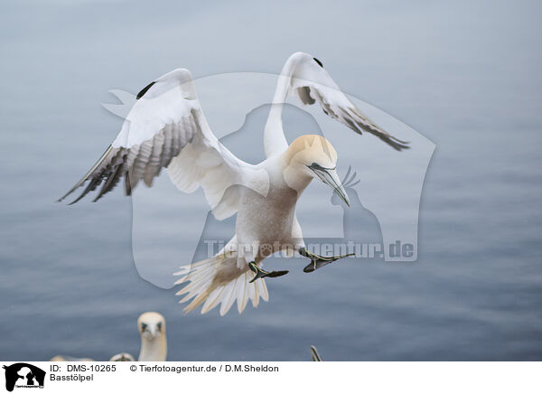 Basstlpel / northern gannet / DMS-10265
