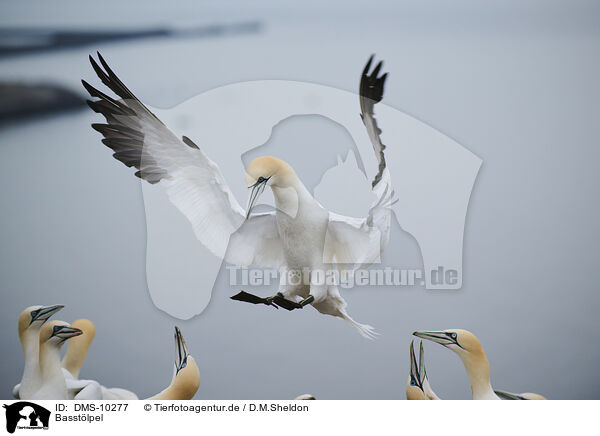 Basstlpel / northern gannet / DMS-10277