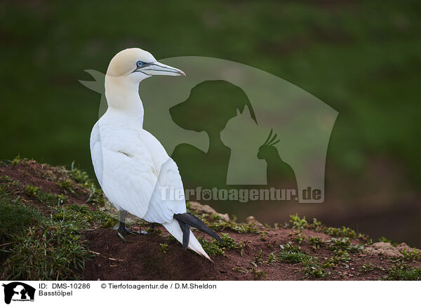 Basstlpel / northern gannet / DMS-10286