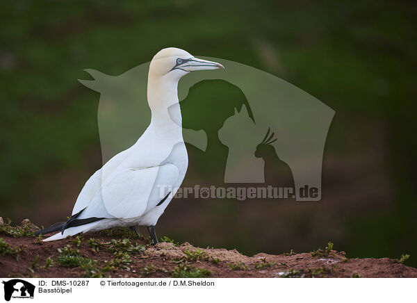 Basstlpel / northern gannet / DMS-10287