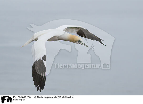 Basstlpel / northern gannet / DMS-10288