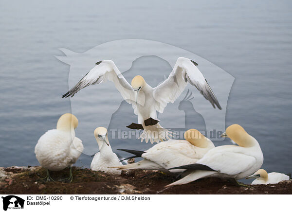 Basstlpel / northern gannet / DMS-10290
