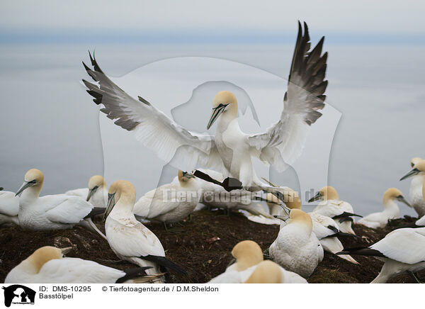 Basstlpel / northern gannet / DMS-10295