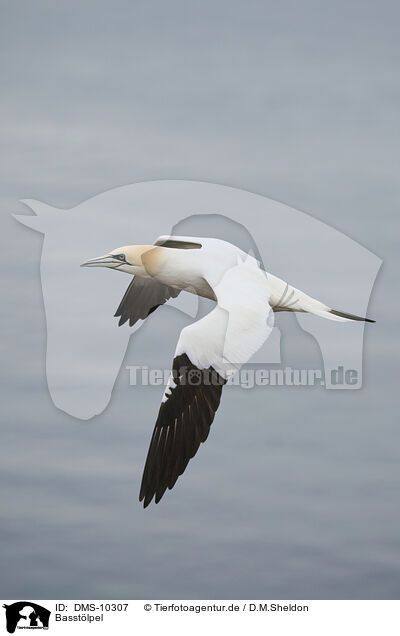 Basstlpel / northern gannet / DMS-10307