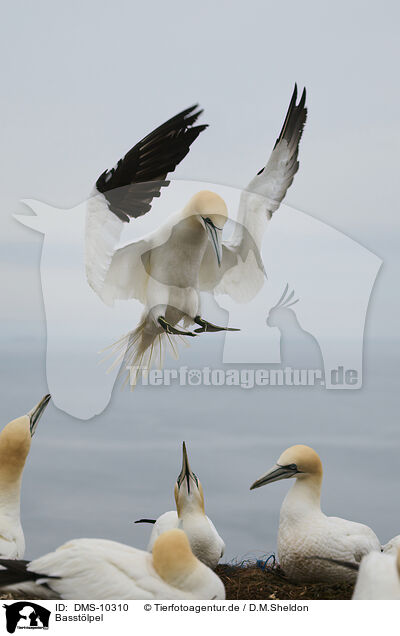 Basstlpel / northern gannet / DMS-10310