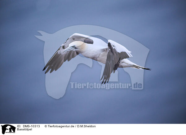 Basstlpel / DMS-10313