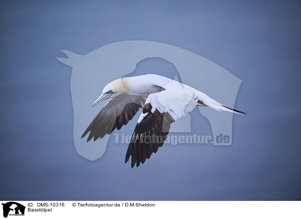 Basstlpel / DMS-10316