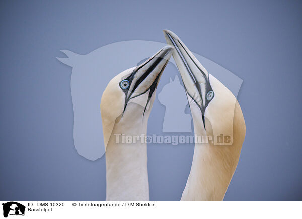 Basstlpel / northern gannet / DMS-10320