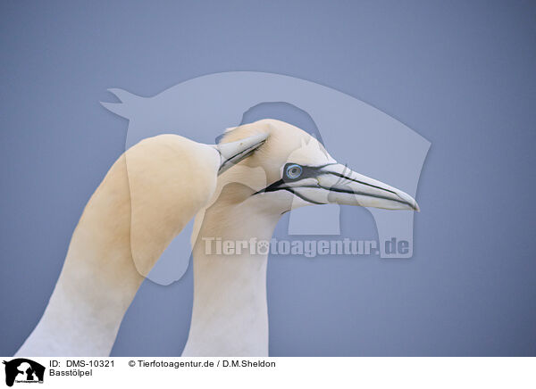 Basstlpel / DMS-10321