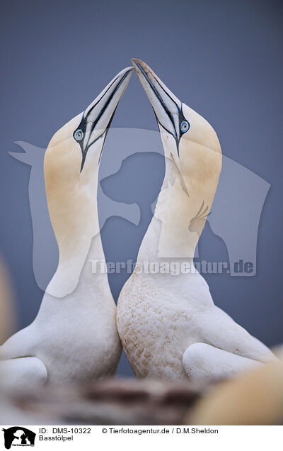 Basstlpel / northern gannet / DMS-10322