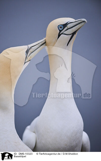 Basstlpel / DMS-10323