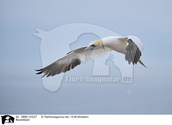 Basstlpel / DMS-10327