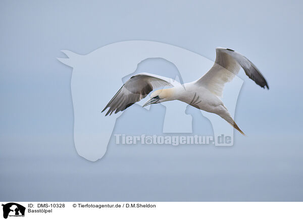 Basstlpel / northern gannet / DMS-10328