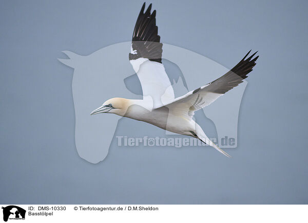 Basstlpel / DMS-10330