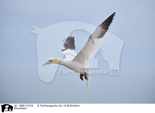 Basstlpel / DMS-10332