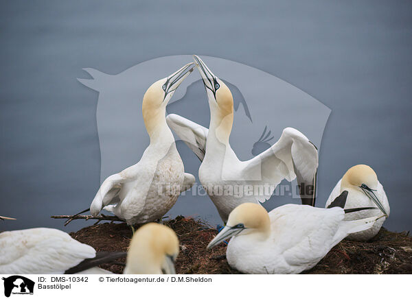 Basstlpel / northern gannet / DMS-10342