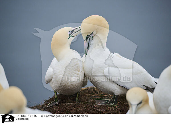 Basstlpel / northern gannet / DMS-10345