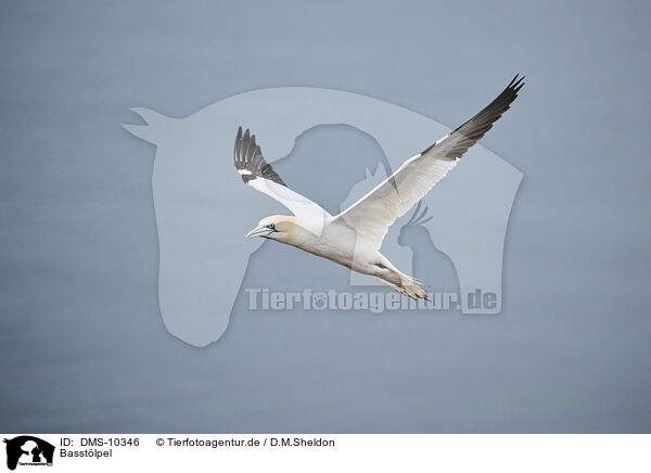 Basstlpel / northern gannet / DMS-10346