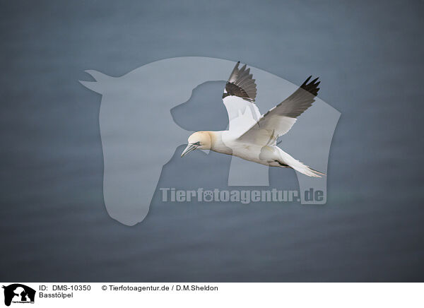 Basstlpel / northern gannet / DMS-10350