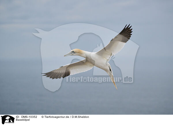Basstlpel / northern gannet / DMS-10352