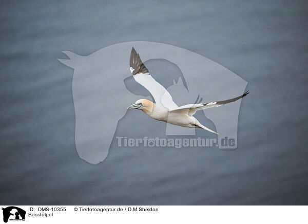 Basstlpel / northern gannet / DMS-10355