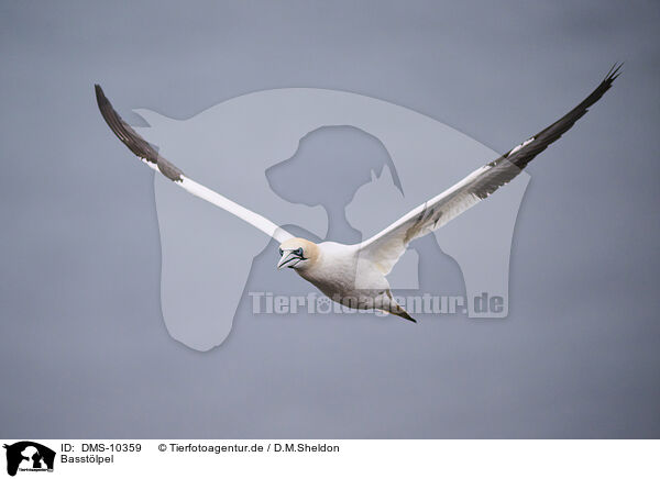 Basstlpel / northern gannet / DMS-10359